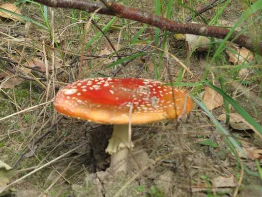 Медики предупредили брянцев об опасности отравления грибами