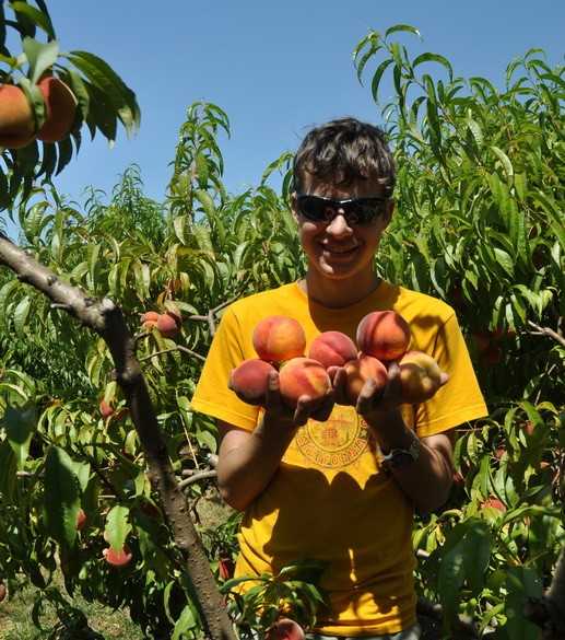 На брянском полигоне уничтожат первые 60 тонн персиков