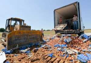 Уничтожение персиков на брянской границе вызвало истерику у соседей