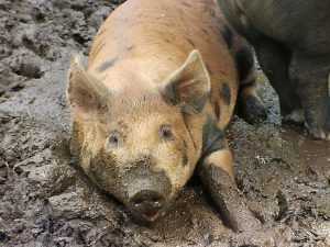 В запрете на поставки свинины Белоруссия помиловала Брянск