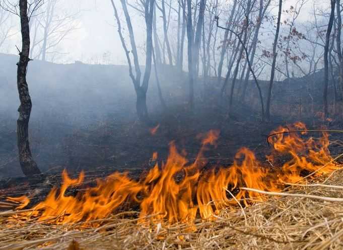 В Брянском районе сгорел гектар леса
