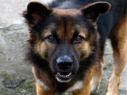 Жительница брянского села за укус собаки отсудила 13 тысяч