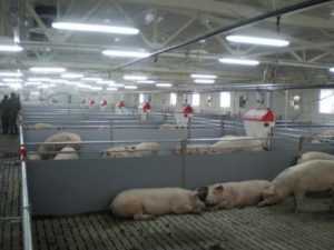 Свиноводческий комплекс под Брянском попал в зону риска