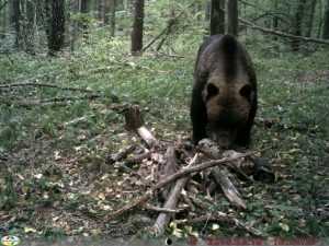 Медведи и кабаны покинули «Брянский лес» из-за жары