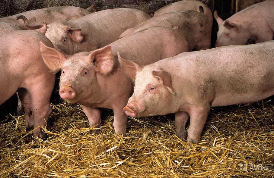 Брянские специалисты назвали каналы распространения чумы свиней