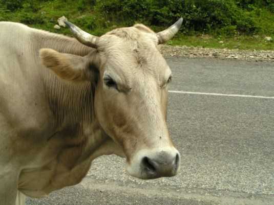 На брянской трассе иномарка врезалась в корову — пострадали  двое