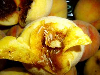 Брянщина отказалась от заражённых турецких персиков