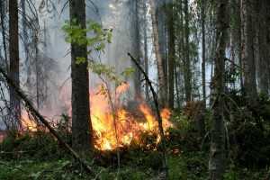 Крупный лесной пожар погасили в Брянском районе