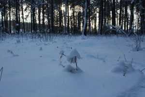 Первый снег в Брянской области могут увидеть на следующей неделе