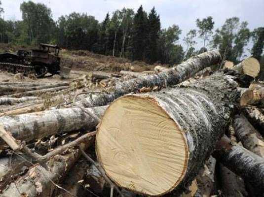 Брянца осудили условно за незаконную вырубку леса на 57 тысяч