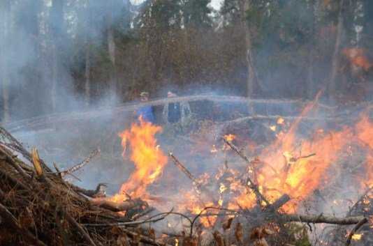 Брянские «зелёные» обвинили арендаторов в незаконном сжигании леса