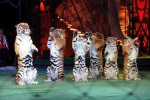 Брянских тигров государство будет кормить лишь до 20 ноября