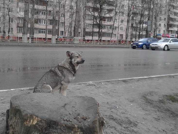 К концу недели в Брянск придут холодные дожди