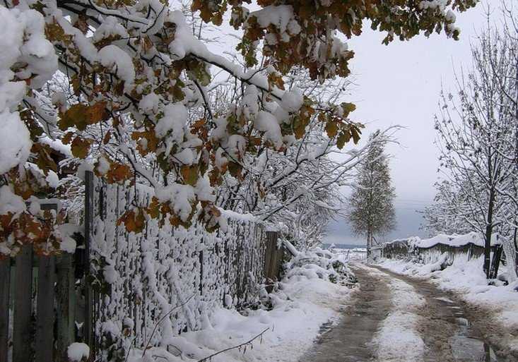 Начало декабря в Брянской области будет теплым, дождливым и снежным