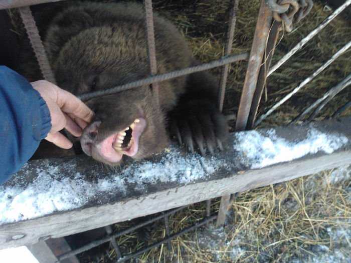 Отважный мужчина приручил злую медведицу