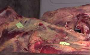 Белорусскую говядину уничтожили на брянском заводе (видео)