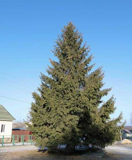 В Брянске новогоднюю главную елку установят 15 декабря