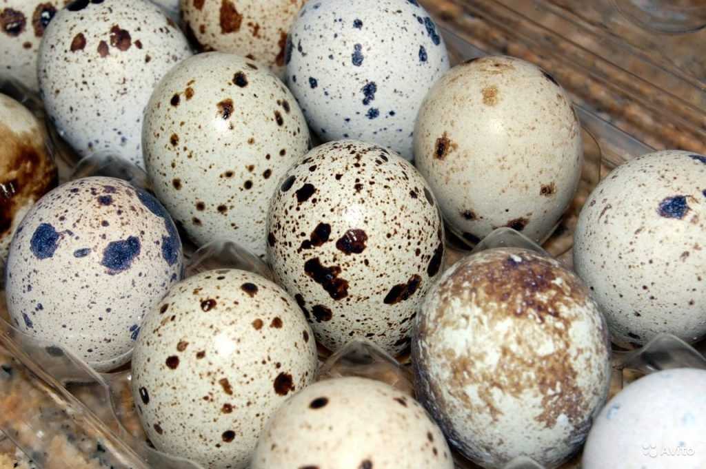 Перепелиные яйца довели жительницу Брянска до бреда