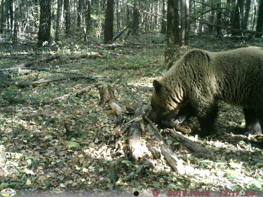 По брянскому лесу бродит Арсений и еще 12 медведей