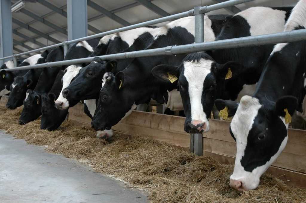 Больные коровы брянской фермы превратились в угрозу