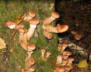 В брянских лесах выросли отменные новогодние грибы