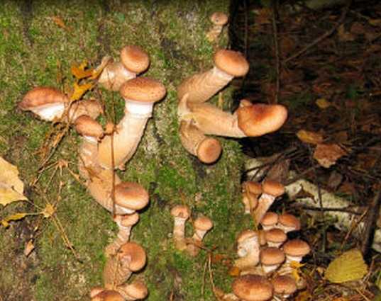 В брянских лесах выросли отменные новогодние грибы