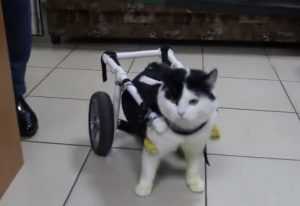 Брянскому коту подарили инвалидную коляску