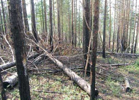 «Фронтовики» попросили мэра Брянска остановить уничтожение лесов