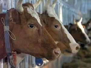 Брянские полицейские поймали с поличным похитителя коров