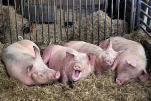 В Брянскую область пришёл «свиной грипп»