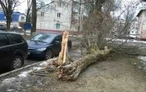 Ураганный ветер начал ломать первые деревья в Брянске