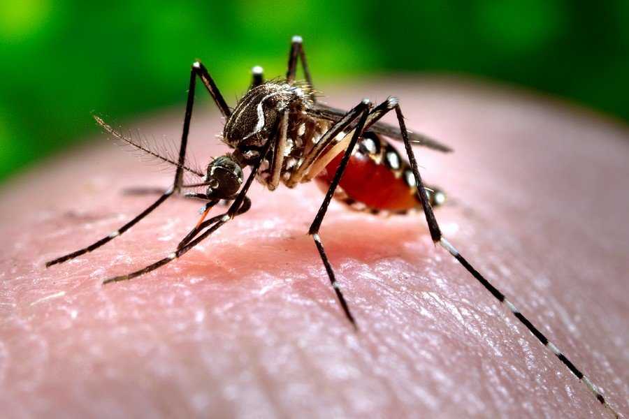 Медики предупредили выезжающих в тропики о вирусе Зика