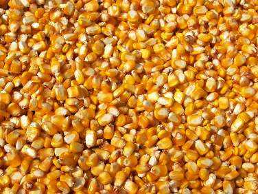 Безродная кукуруза не понравилась брянским специалистам