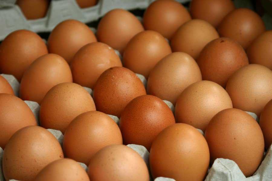 Более 300 тысяч яиц разбились о брянский «камень»