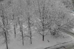 В Брянской области снег сменится дождем при 7 градусах тепла