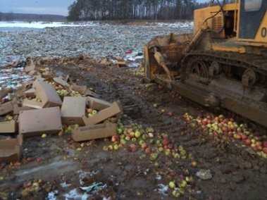 На брянском полигоне уничтожили 4 тонны псевдобелорусских яблок