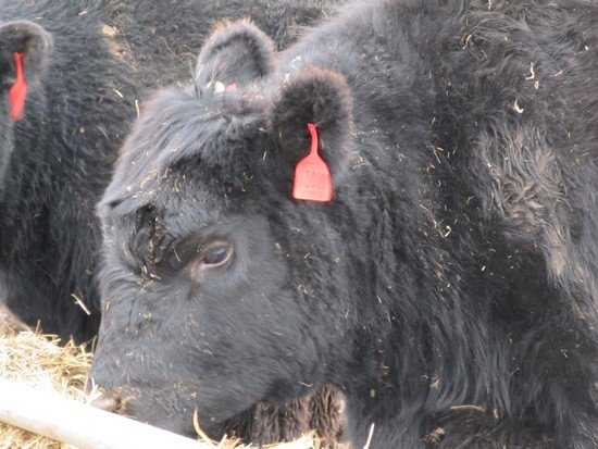 В Брянской области обнаружился крупнейший в мире владелец стада