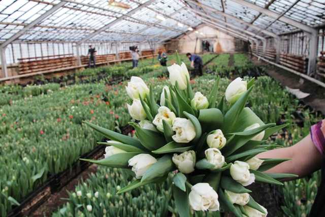 Для брянских женщин к 8 марта соберут 10 тысяч тюльпанов