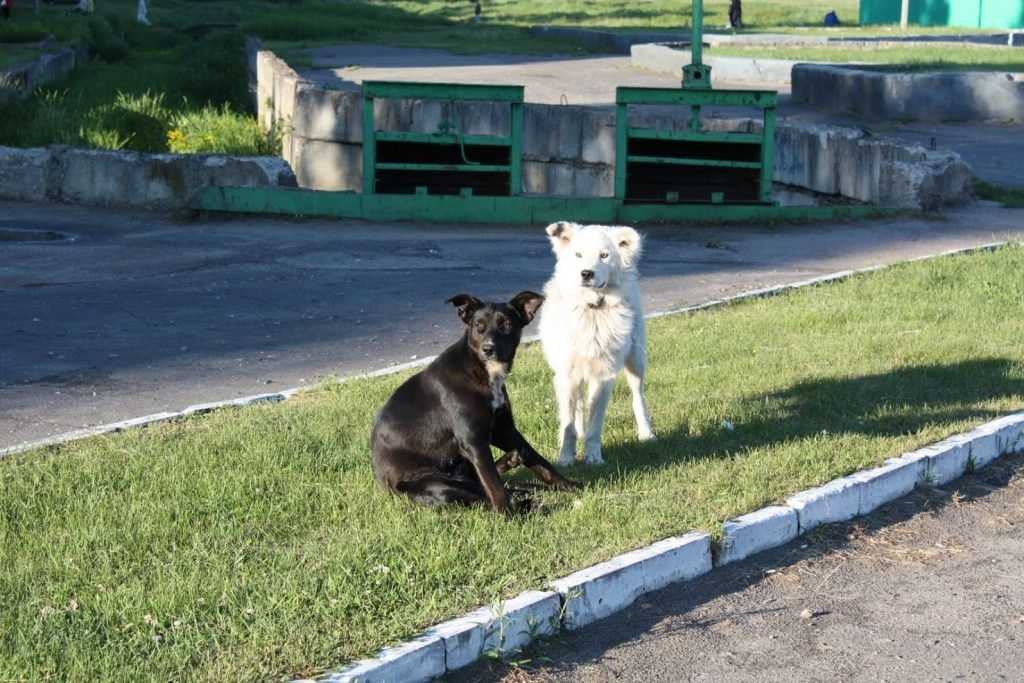 В Брянске началась стерилизация бездомных собак