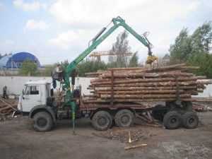 За незаконную заготовку брянского леса накажут чиновников и предприятия
