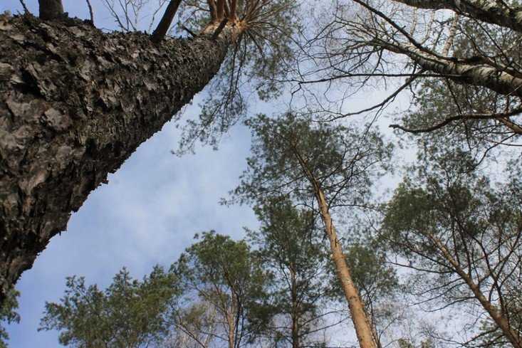 Прокуратура выявила незаконную продажу леса в черте Брянска