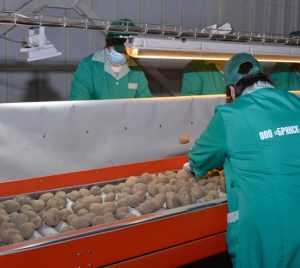 Брянское село получило 132 миллиона на картофелехранилища