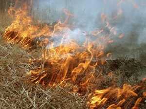 За сжигание сухой травы наказали пятерых брянцев
