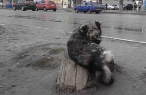 В Брянске на площади Ленина свора собак накинулась на девушку