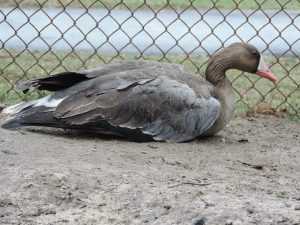 Брянцы спасли подстреленного охотниками дикого гуся