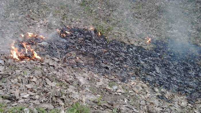 В брянском поселке лесной пожар подобрался к АЗС