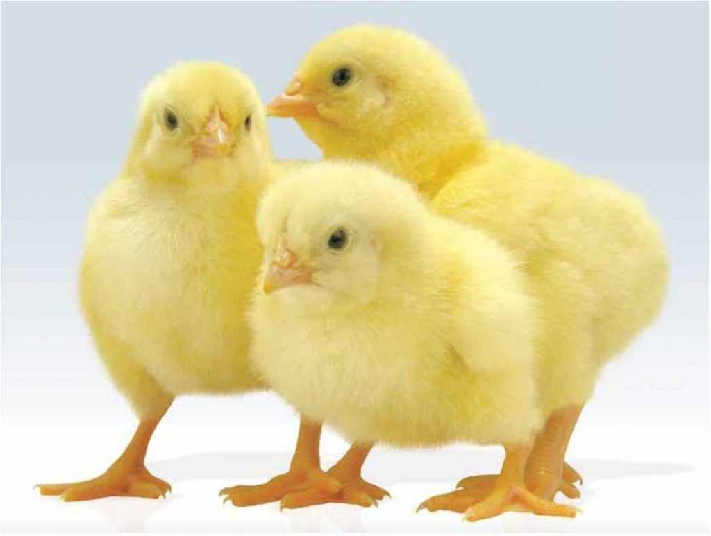 В Брянске две куриные компании начали спор за 154 миллиона