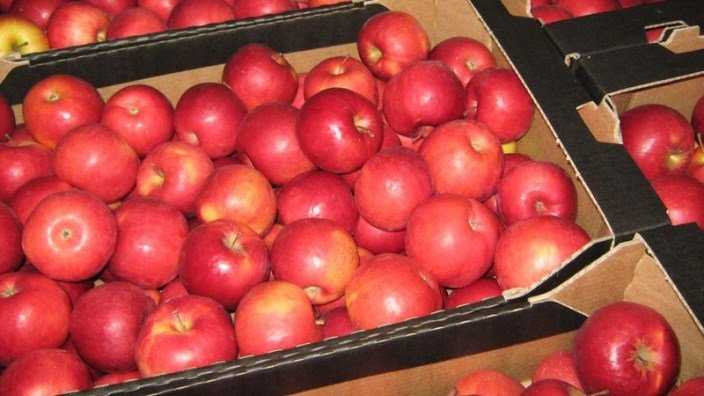 Брянщину защитили от запрещённых польских яблок