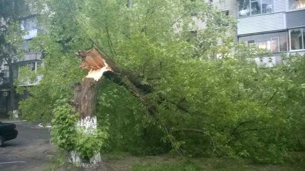 В Брянске ветер сломал несколько деревьев