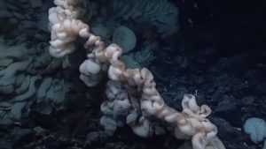На дне океана ученые обнаружили громадное существо